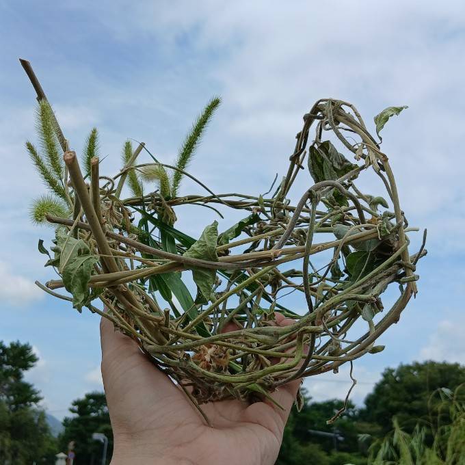 ツルや小枝で作った手のひらサイズの巣